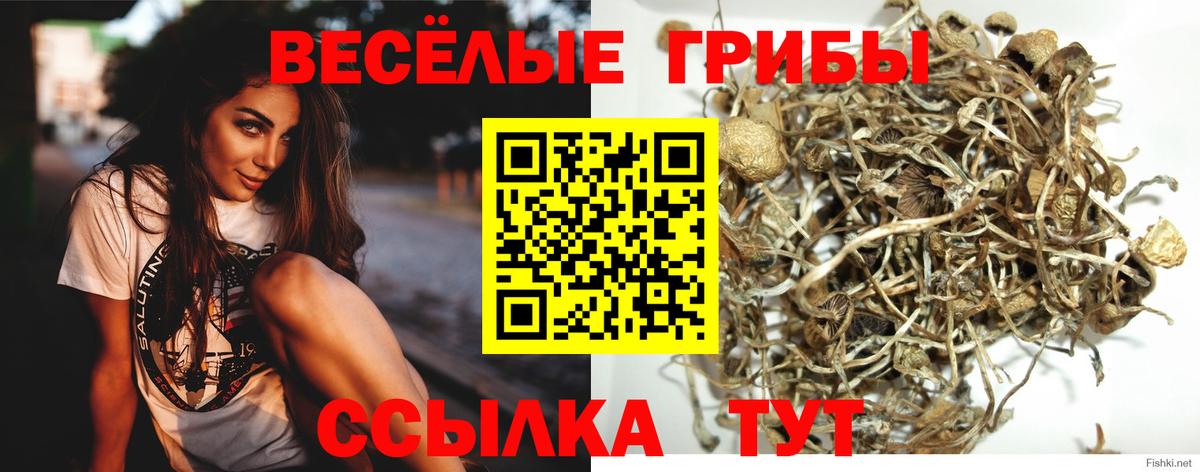 Братск  Галлюциногенные грибы GOLDEN TEACHER  Вход с VPN  Галлюциногенные грибы Magic Shrooms 